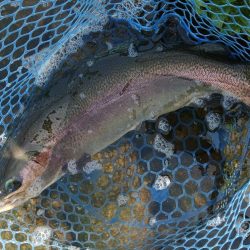 たくさん釣って大物もキャッチ ～高島の泉～